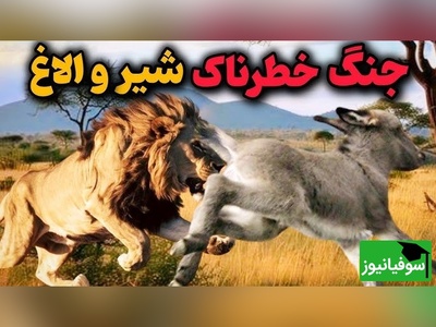 مستند حیات وحش حیوانات/  غافلگیری الاغ توسط شیر و نبرد نفس‌گیر شیر و اُلاغ/ ویدئو