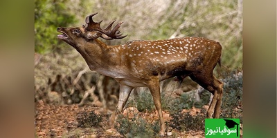 تلاش ناامیدانه یک گوزن مادر برای نجات بچه‌اش از چنگ سیاه‌گوش