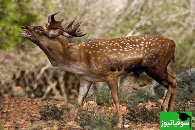 تلاش ناامیدانه یک گوزن مادر برای نجات بچه‌اش از چنگ سیاه‌گوش