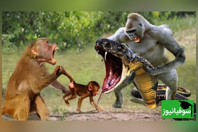 (ویدیو) مستند حیات وحش/ رازبقا: نبرد نفس‌گیر میمون و مار موذی