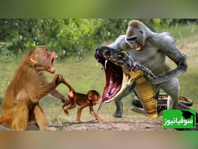 (ویدیو) مستند حیات وحش/ رازبقا: نبرد نفس‌گیر میمون و مار موذی