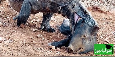 ویدئوی حیات وحش روز؛ این ماجرای راز بقا: نبرد نفسگیر اژدهای کومودو با گراز؛ ما سیب رو انقدر راحت نمیخوریم که این گرازو قورت داد!