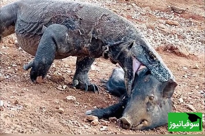 ویدئوی حیات وحش روز؛ این ماجرای راز بقا: نبرد نفسگیر اژدهای کومودو با گراز؛ ما سیب رو انقدر راحت نمیخوریم که این گرازو قورت داد!