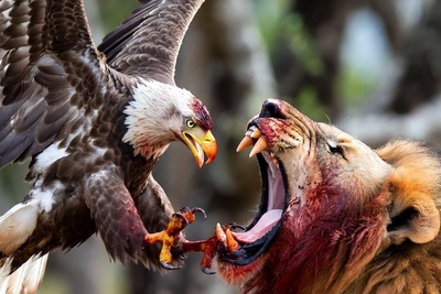 (ویدئو) مستند حیات وحش حیوانات/ نبرد عقاب و شیر؛ تقابل فرمانروای آسمان و سلطان زمین