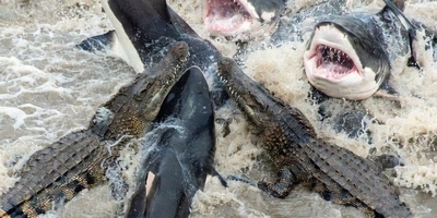 مستند حیات وحش/ این داستان: نبرد دلهره آور کوسه های وحشی با گله کروکودیل‌ها در آب که به تراژدی ختم شد+فیلم +18