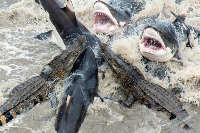 مستند حیات وحش/ این داستان: نبرد دلهره آور کوسه های وحشی با گله کروکودیل‌ها در آب که به تراژدی ختم شد+فیلم +18