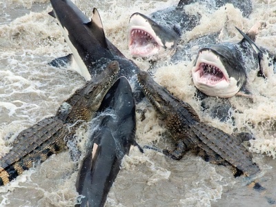 مستند حیات وحش/ این داستان: نبرد دلهره آور کوسه های وحشی با گله کروکودیل‌ها در آب که به تراژدی ختم شد+فیلم +18