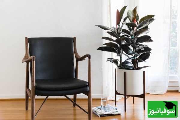 شرایط نگهداری فیکوس