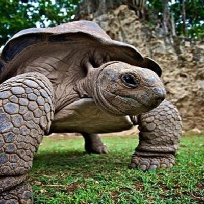 (تصویر) از باتلاق‌های میوسن تا موزه: داستان لاک‌پشت غول‌پیکری که کایمان‌ها هم از آن می‌ترسیدند