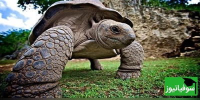 (تصویر) از باتلاق‌های میوسن تا موزه: داستان لاک‌پشت غول‌پیکری که کایمان‌ها هم از آن می‌ترسیدند