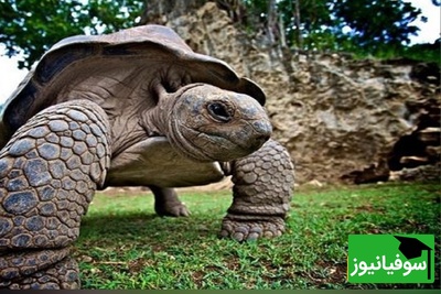 (تصویر) از باتلاق‌های میوسن تا موزه: داستان لاک‌پشت غول‌پیکری که کایمان‌ها هم از آن می‌ترسیدند