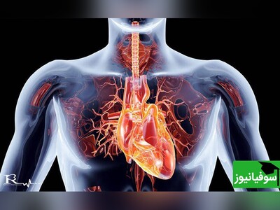 (ویدئو) حرکت دریچۀ قلب از زاویه‌ای دیگر/ فکت: «هر نفسی که فرو می‌رود مُمِدّ حیات است و چون بر می‌آید مُفَرّح ذات»