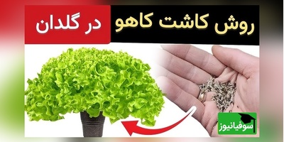 باغچه کوچک خودت را بساز؛ راهکار طلایی کاشت و برداشت کاهوهای ترد و تازه در گلدان و بدون دردسر + ویدئو