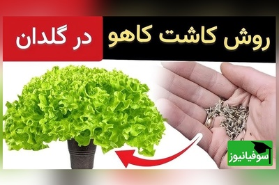باغچه کوچک خودت را بساز؛ راهکار طلایی کاشت و برداشت کاهوهای ترد و تازه در گلدان و بدون دردسر + ویدئو