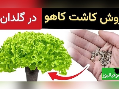 باغچه کوچک خودت را بساز؛ راهکار طلایی کاشت و برداشت کاهوهای ترد و تازه در گلدان و بدون دردسر + ویدئو