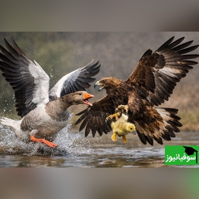 مستند حیات وحش حیوانات/ راز بقا، این داستان:عُقاب و غاز