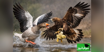 مستند حیات وحش حیوانات/ راز بقا، این داستان:عُقاب و غاز