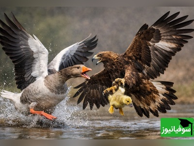 مستند حیات وحش حیوانات/ راز بقا، این داستان:عُقاب و غاز