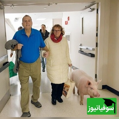 پایان لیست انتظار پیوند! FDA کلیه خوک اصلاح‌شده را برای انسان تأیید کرد/ آیا این آینده پیوند عضو است؟