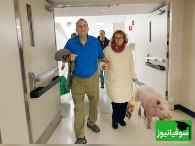 پایان لیست انتظار پیوند! FDA کلیه خوک اصلاح‌شده را برای انسان تأیید کرد/ آیا این آینده پیوند عضو است؟