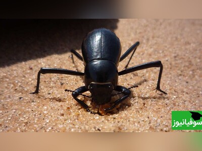 ویدیو/ پروژۀ "جنگل" طرحی حیرت‌انگیز برای رفع بحران آب با اقتباس از "سوسک سیاه نامیب"/ تبدیل مناطق بیابانی به جنگل‌هایی سرسبز و حاصلخیز