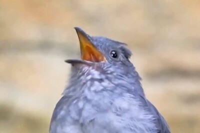 (ویدئو) پیا، پرنده‌ای که راک‌استارها را شرمنده می‌کند! / پرنده‌ای که با آواز خواندنش ممکن است شما را کر کند!