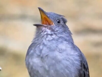 (ویدئو) پیا، پرنده‌ای که راک‌استارها را شرمنده می‌کند! / پرنده‌ای که با آواز خواندنش ممکن است شما را کر کند!