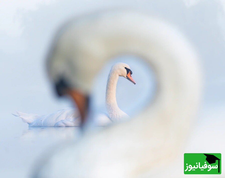 «سوان‌سپشن» (Swanception) | برنده نقره بخش پرتره