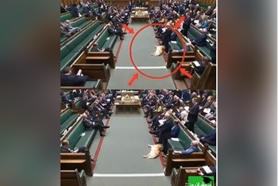 حضور سگ خواب‌آلود در پارلمان بریتانیا خبرساز شد😂 + ویدئو