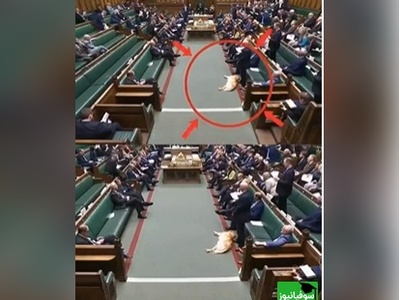 حضور سگ خواب‌آلود در پارلمان بریتانیا خبرساز شد😂 + ویدئو