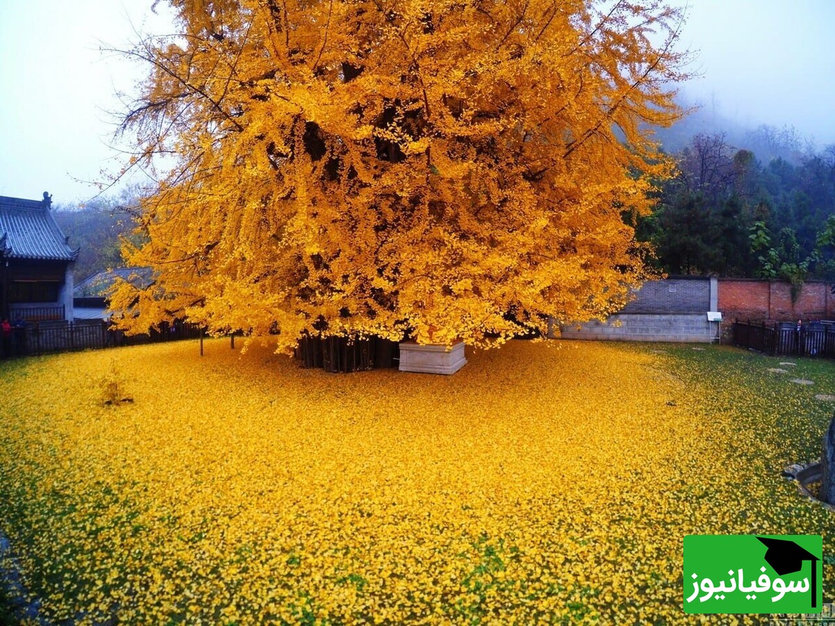 290 میلیون سال زنده ماند و هنوز زنده است /پیرترین جاندار زمین