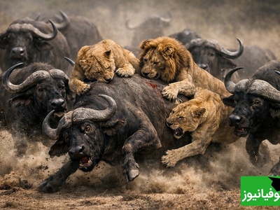 (ویدئو) مستند حیات وحش حیوانات/ نبرد شیر و گاومیش