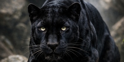 همه فکر می‌کنند این سه تصویر کپی هم هستند؛ اما یک اشتباه فاحش در یکی از آن‌ها وجود دارد!