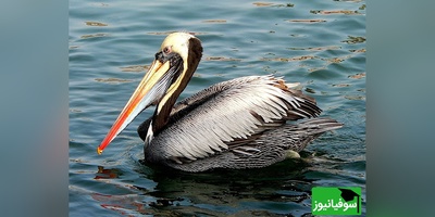 (ویدیو) دیده شدن دو پلیکان بر بستر خشک دریاچه ارومیه/ تصویری از تغییرات محیط زیست