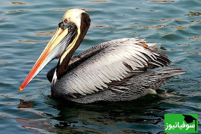 (ویدیو) دیده شدن دو پلیکان بر بستر خشک دریاچه ارومیه/ تصویری از تغییرات محیط زیست