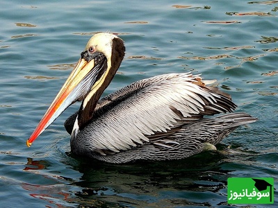 (ویدیو) دیده شدن دو پلیکان بر بستر خشک دریاچه ارومیه/ تصویری از تغییرات محیط زیست