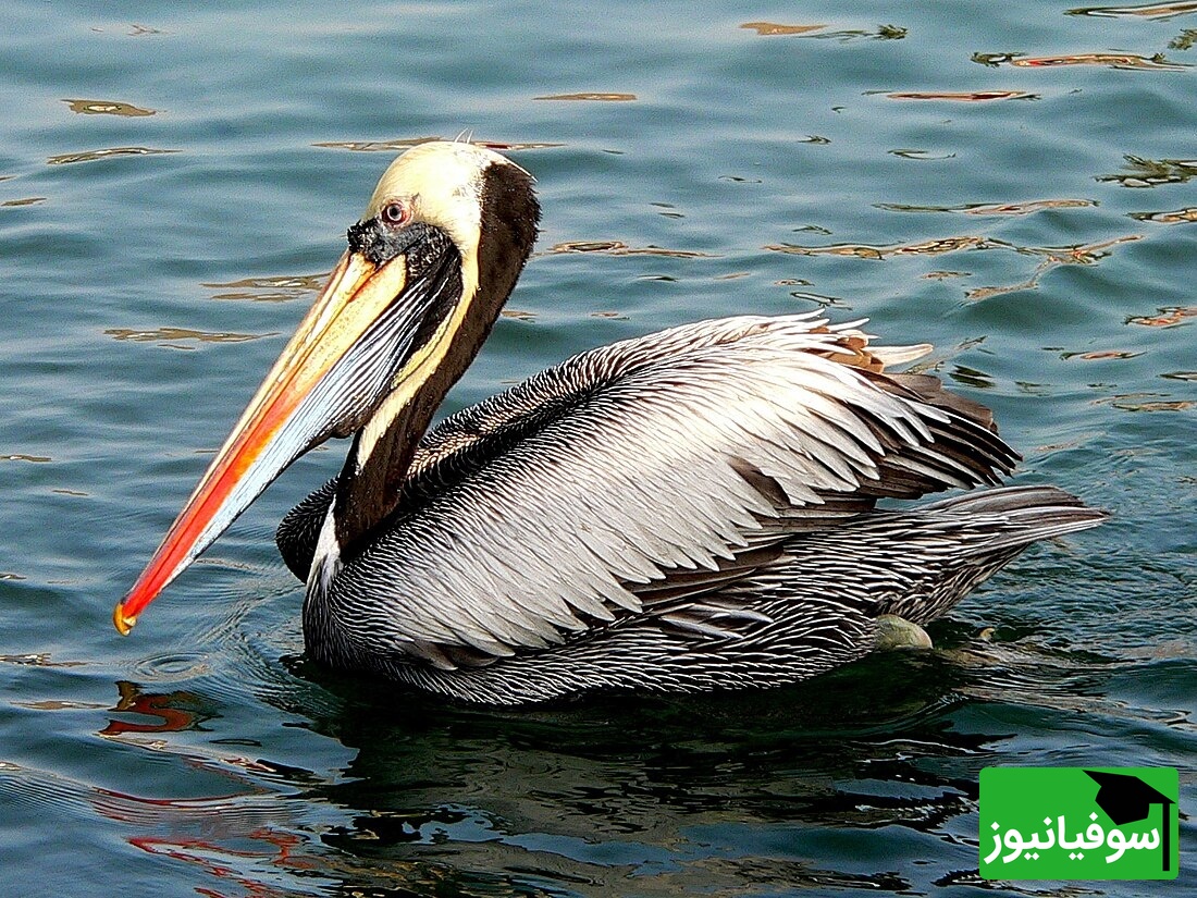 (ویدیو) دیده شدن دو پلیکان بر بستر خشک دریاچه ارومیه/ تصویری از تغییرات محیط زیست