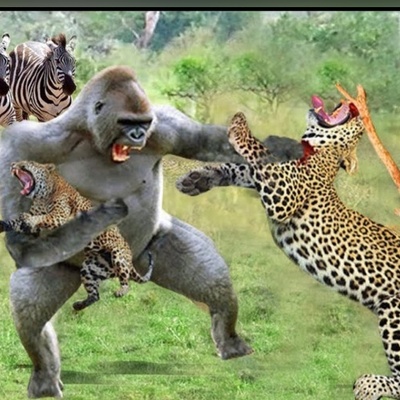 (ویدئو) نبرد نفس‌گیر میمون و پلنگ؛ روایت تازه‌ای از راز بقا در مستند حیات‌وحش امروز