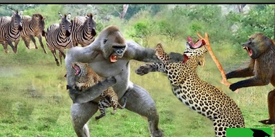 (ویدئو) نبرد نفس‌گیر میمون و پلنگ؛ روایت تازه‌ای از راز بقا در مستند حیات‌وحش امروز