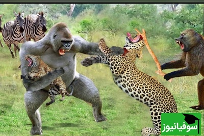 (ویدئو) نبرد نفس‌گیر میمون و پلنگ؛ روایت تازه‌ای از راز بقا در مستند حیات‌وحش امروز