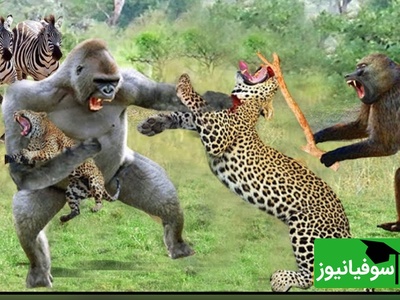 (ویدئو) نبرد نفس‌گیر میمون و پلنگ؛ روایت تازه‌ای از راز بقا در مستند حیات‌وحش امروز