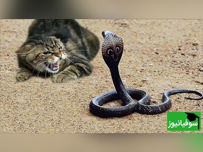 (ویدئو) مستند حیات وحش حیوانات/ راز بقا، این داستان: نبرد نفس‌گیر یوزگربه و مار افعی