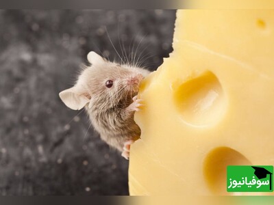 (ویدئو) بازی فکری؛ اگه فکر میکنی از نوابغ دورانی پس بگو آقا موشه از کدوم راه به پنیر میرسه