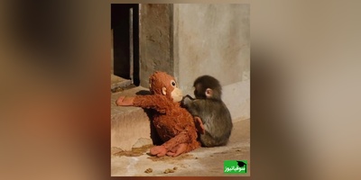 پربازدیدترین ویدئوی حیات وحش/ وقتی مادر واقعی میمون رفت، مادر عروسکی جای او را گرفت! فیلمی که میلیون‌ها نفر را گریاند