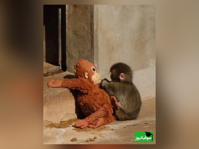 پربازدیدترین ویدئوی حیات وحش/ وقتی مادر واقعی میمون رفت، مادر عروسکی جای او را گرفت! فیلمی که میلیون‌ها نفر را گریاند