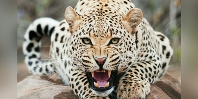 (ویدیو) گورخر شجاع در برابر یوزپلنگ وحشی!/ تلاش بیوقفه برای نجات تولهای از دندانهای مرگبار!