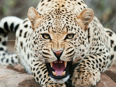 (ویدیو) گورخر شجاع در برابر یوزپلنگ وحشی!/ تلاش بیوقفه برای نجات تولهای از دندانهای مرگبار!