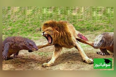 (ویدئو) مستند حیات وحش حیوانات/ راز بقا، این داستان: نبرد خصمانه شیر و اژدهای کومودوی