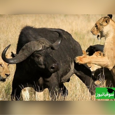 (ویدئو) نبردی تماشایی در دل حیات وحش؛ حمله مرگبار شیرها به گاومیش تنها، همه را شوکه کرد! 😱