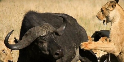 (ویدئو) نبردی تماشایی در دل حیات وحش؛ حمله مرگبار شیرها به گاومیش تنها، همه را شوکه کرد! 😱
